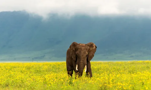 Safari and Zanzibar honeymoon