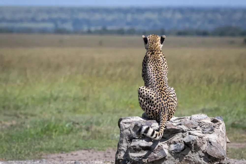 4 Days Safari in Tanzania in Tanzania