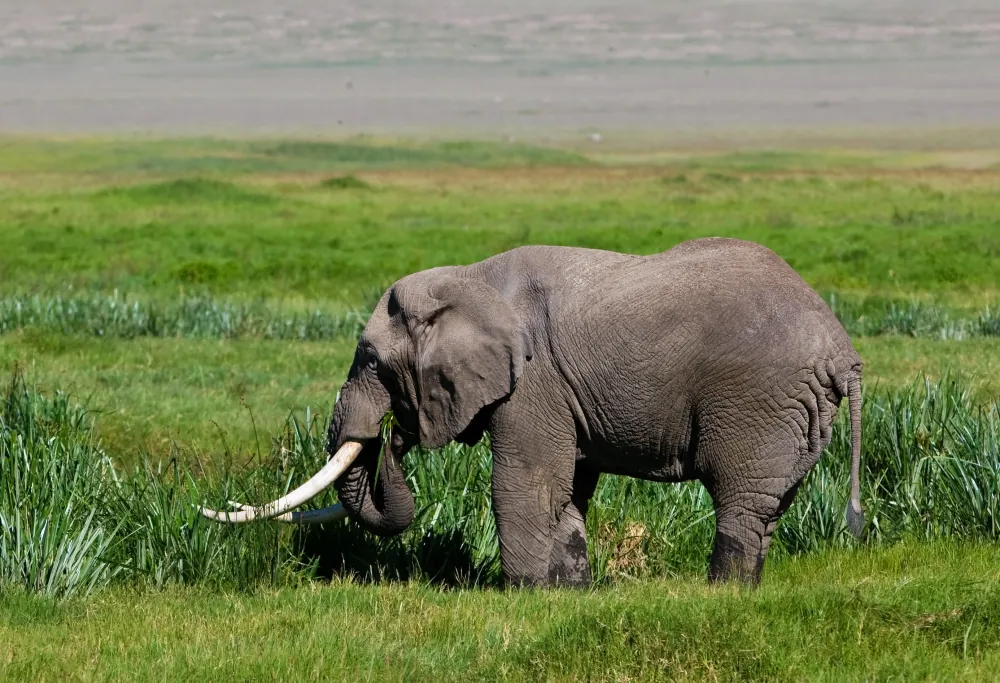 5 Days Tanzania Express Safari in Tanzania