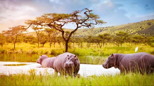6 Days Majestic Tanzania — Tarangire · Serengeti · Ngorongoro
