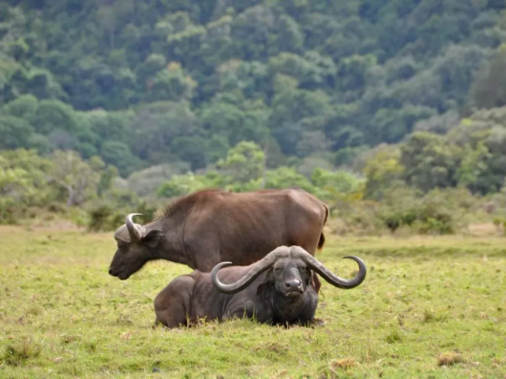 Arusha National Park, gallery photo 2