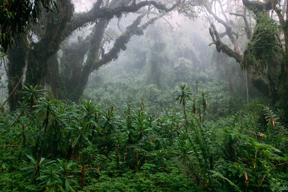 Trekking on Mount Kilimanjaro