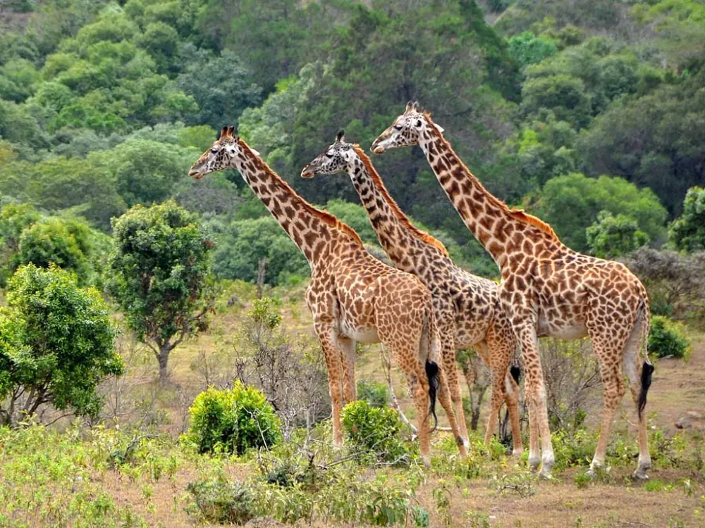 Lake Manyara National Park, gallery photo 1