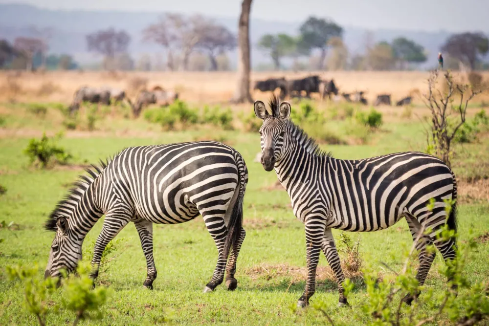 Mikumi National Park