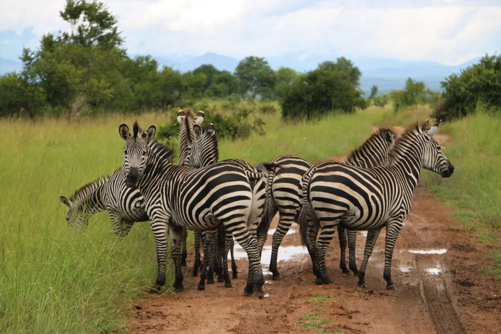 Mikumi National Park, gallery photo 1
