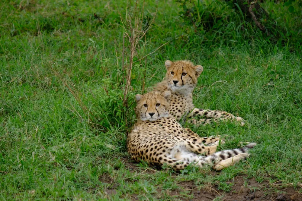 Mikumi National Park, gallery photo 2