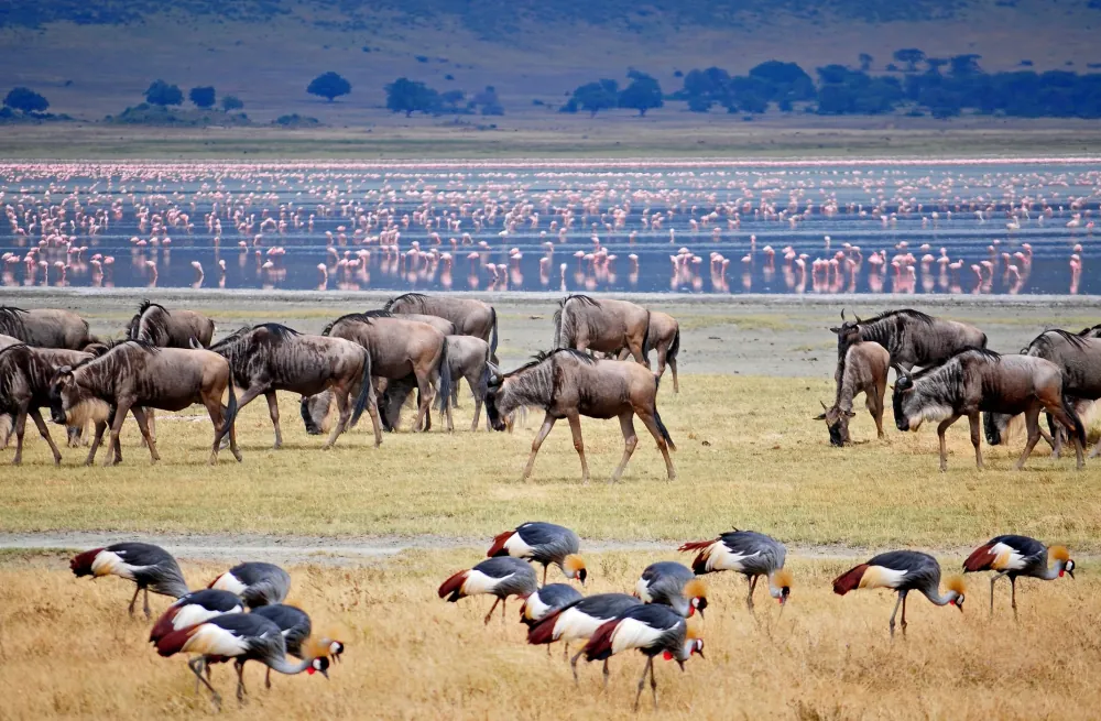Ngorongoro Conservation Area, gallery photo 2