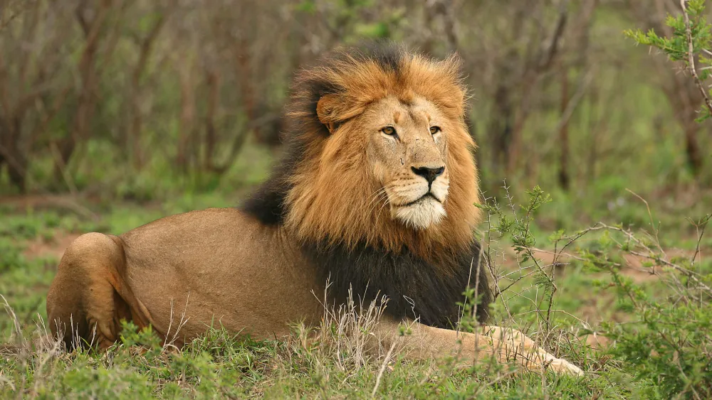 Ruaha National Park