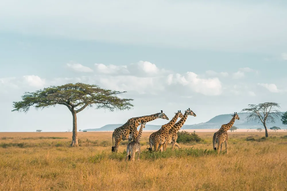 Ruaha National Park, gallery photo 1