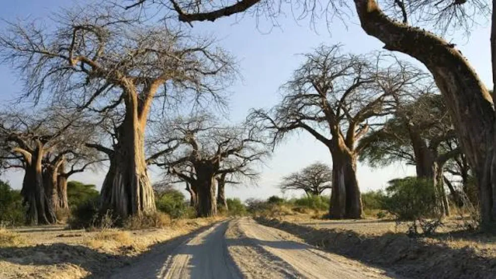 Ruaha National Park, gallery photo 2