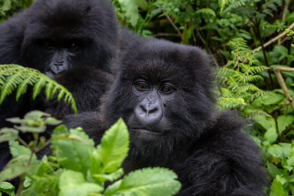 A family of mountain gorillas in Rwanda