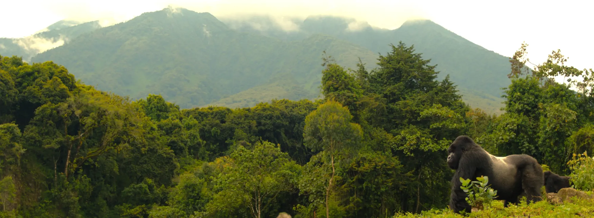 Mountain gorillas in Rwanda