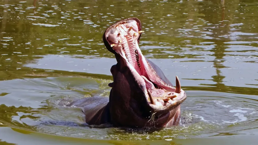Serengeti National Park, gallery photo 1
