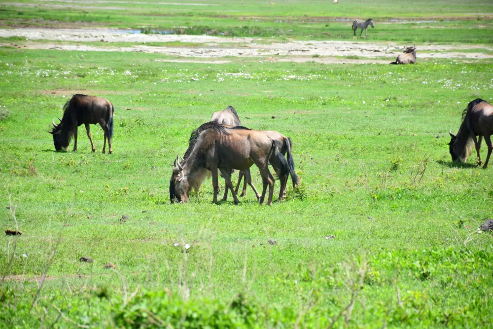 Serengeti National Park, gallery photo 2