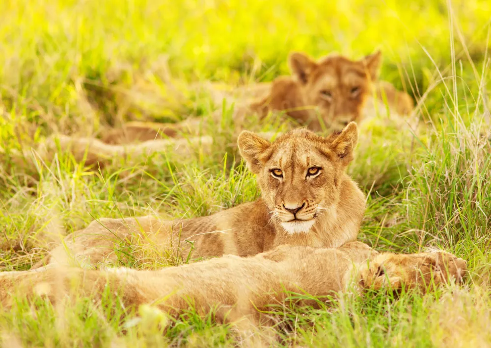 Serengeti National Park