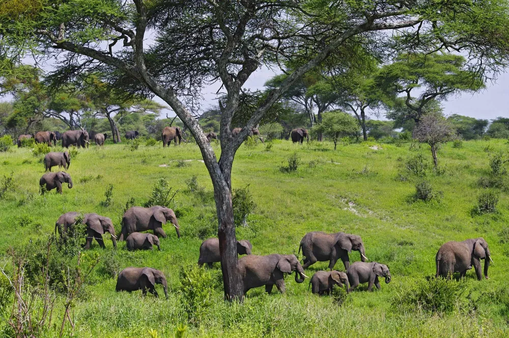 Tarangire National Park, gallery photo 1