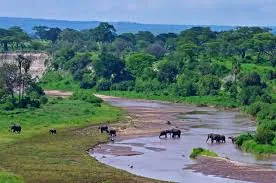 Tarangire National Park — Elephant herds and baobabs