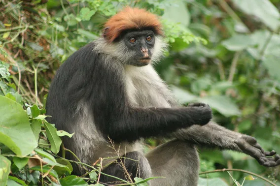 Udzungwa Mountains National Park