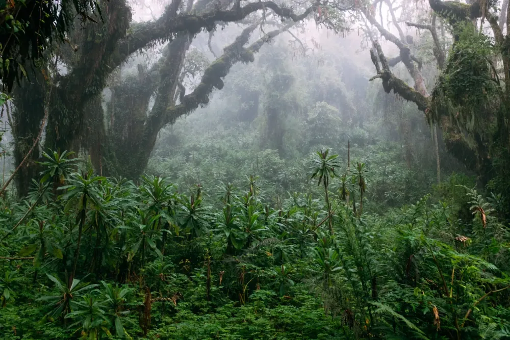Misty montane forest in Uganda's gorilla trekking region